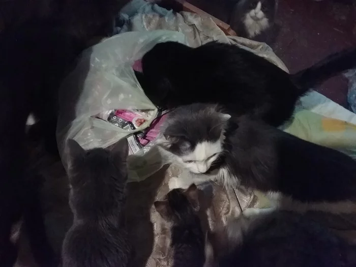 Continuation of the post We hope - My, No rating, cat, Kittens, Help, Helping animals, Shelter, Animal shelter, The strength of the Peekaboo, Reply to post