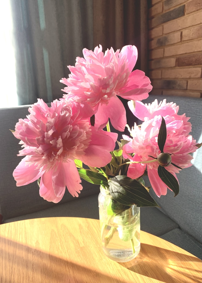 Солнечные пионы