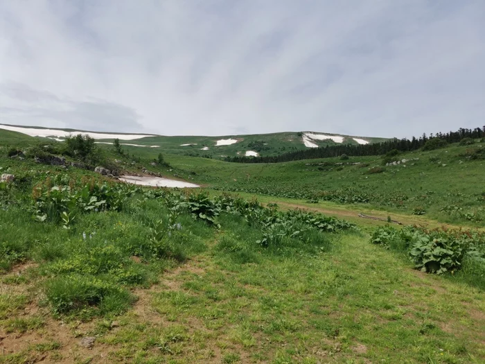 Lago-Naki june - My, Nature, Caucasus, Lago-Naki plateau, The photo