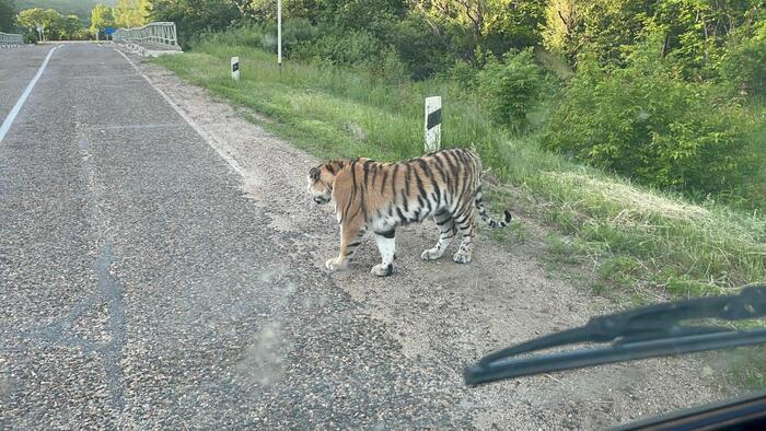Went out for a walk without a mother - Amur tiger, Primorsky Krai, Mobile photography, Tiger, Tiger cubs, Big cats, Wild animals, Meeting