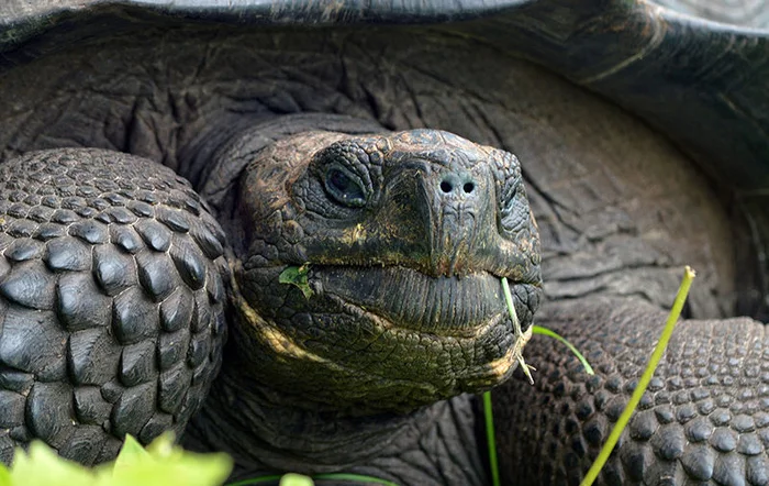 fantasy turtle - Turtle, Rare view, Galapagos turtles, Galapagos Islands, Reptiles, Wild animals, Detection, Longpost