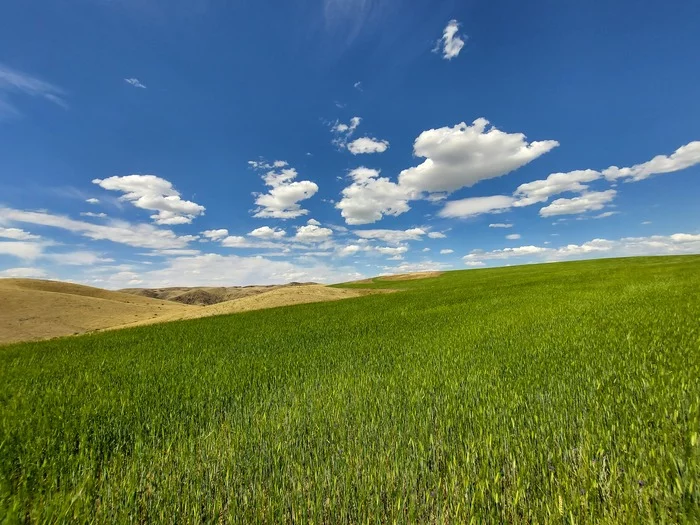 Nice view in the countryside - My, Field, Nature, Beautiful view, Mobile photography, Longpost, Sky, Clouds