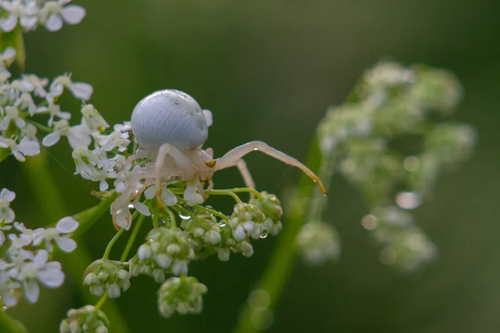 Friendly spider and other animals - My, Nature, Spider, ladybug, Insects, Snail, Longpost