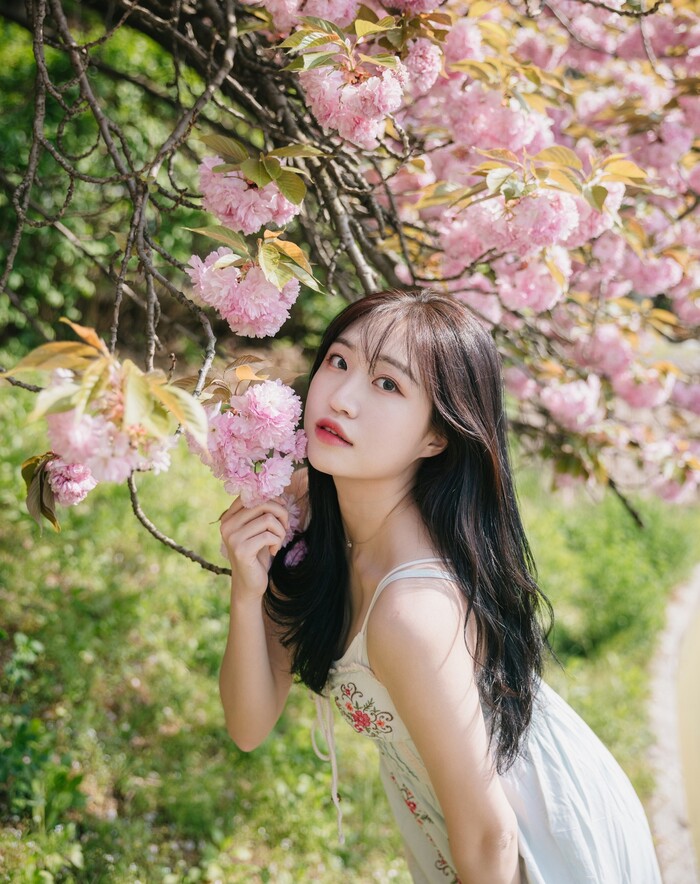 Cherry blossom , , , 