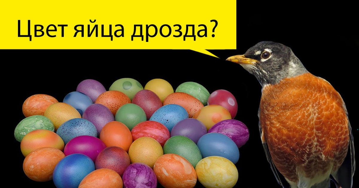 Цвет яйца дрозда фото в палитре