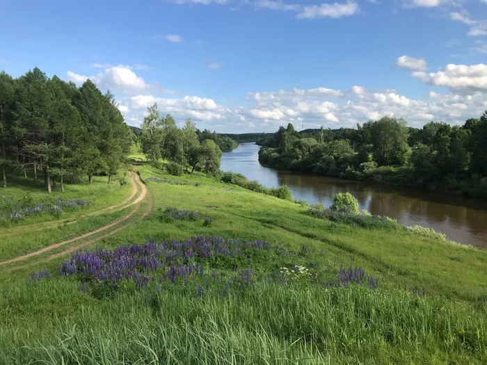 Dnieper river, Smolensk region - My, Nature, wildlife, The nature of Russia, Forest, Dnieper, River, Travel across Russia, Travels, Mobile photography, The photo, Native open spaces, Summer