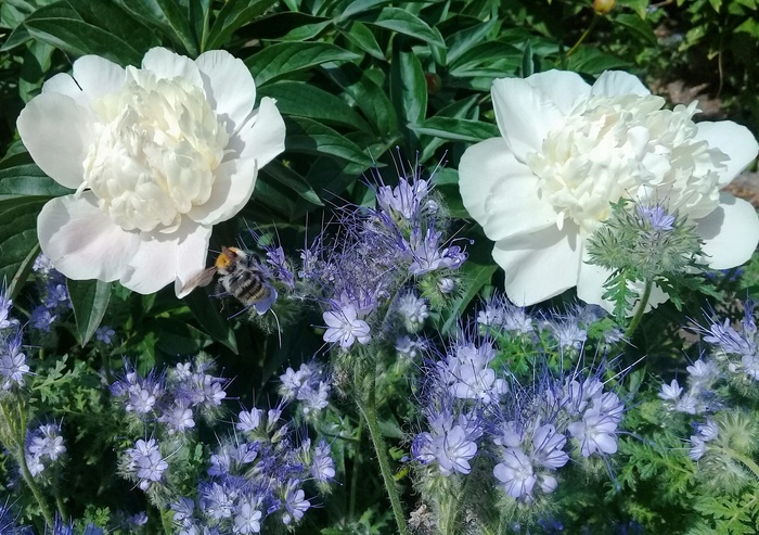 Летнее очарование цветов и шмелёк-труженник