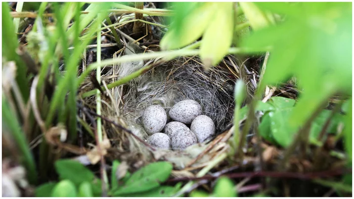 Wagtail nest... - My, Nest, Eggs, Wagtail, The photo, Positive, Spring, The park