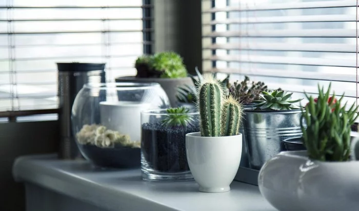 Is it true that indoor plants effectively purify the air? - My, Informative, Interesting, Scientists, Research, Facts, Fight against pseudoscience, MythBusters, Plants, Houseplants, Nauchpop, Biology, Botany, Air, Air purifier, The science, Longpost