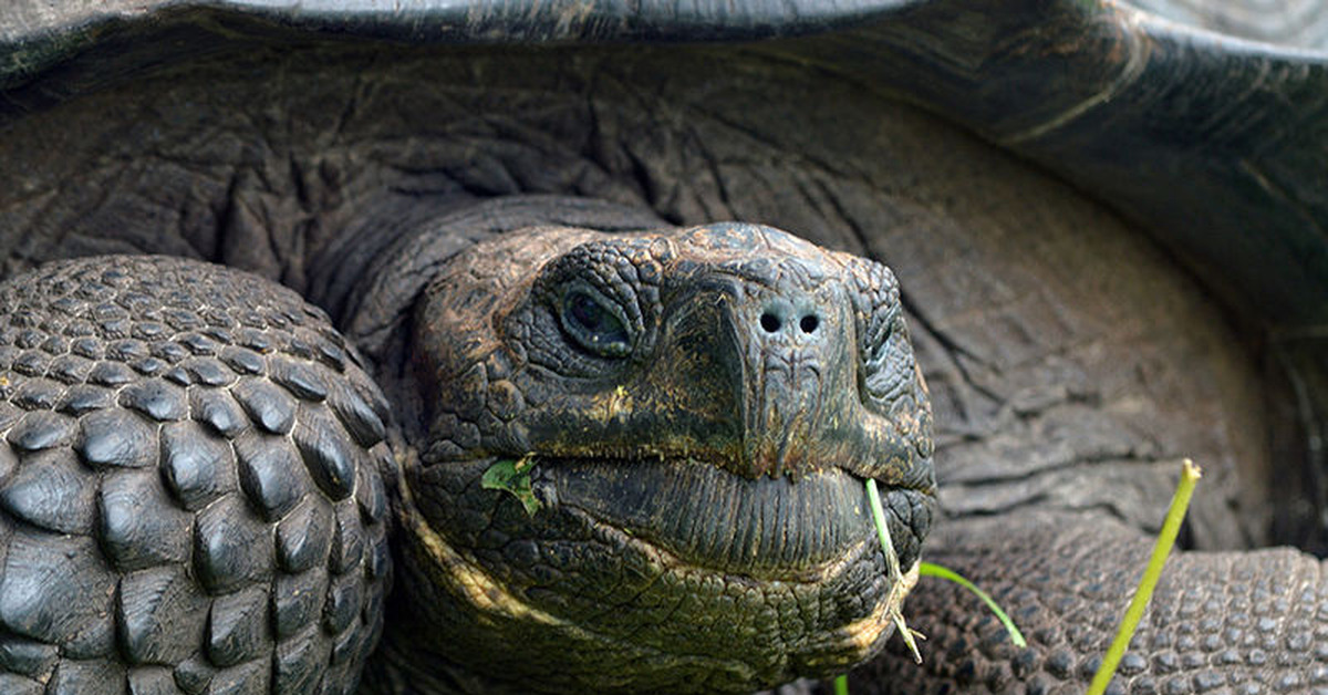 Черепахи внутреннее оплодотворение. Галапагосская черепаха. Галапагосская гигантская черепаха. Черепаха Chelonoidis phantasticus. Галапагосские острова черепахи.