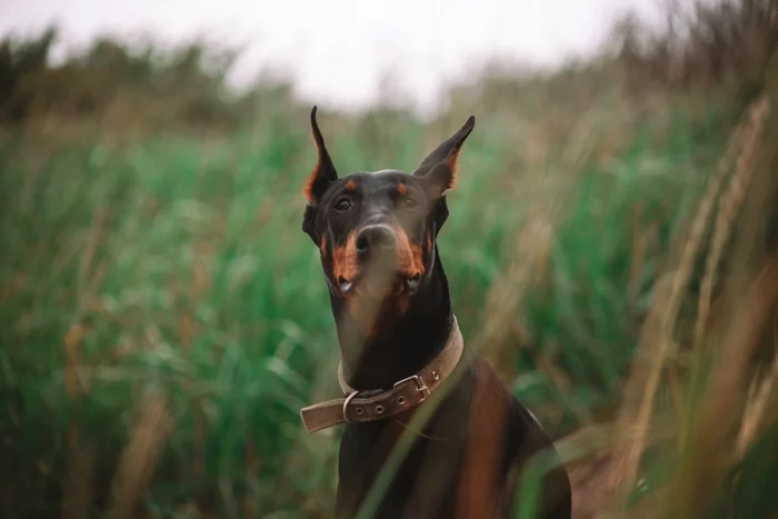 Cheerful dog - My, The photo, Dog, Doberman, Vladivostok, Photographer, PHOTOSESSION, Russian island, Nature