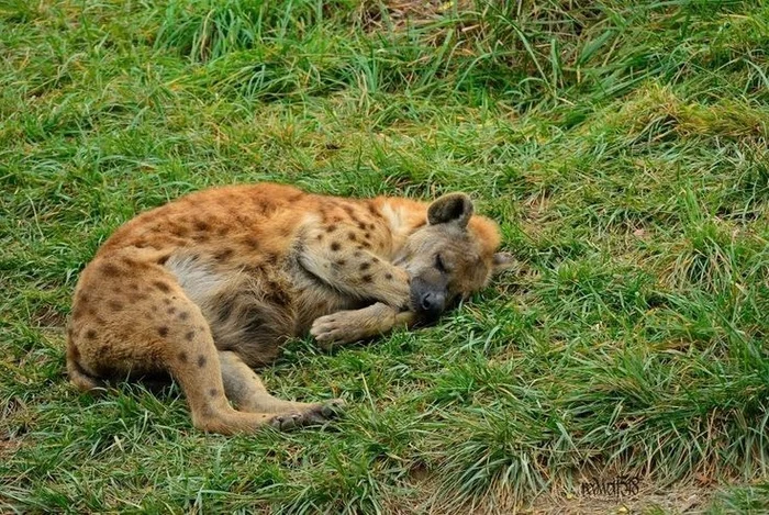 Spotted hyena photo post - Hyena, Spotted Hyena, Wild animals, Young, The photo, Milota, From the network, GIF, Longpost