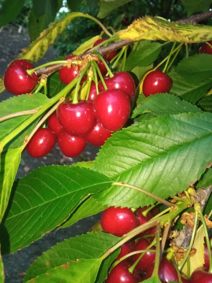 Do you want cherries? - My, Cherries, Garden, Harvest, Summer, Fruit trees, Longpost