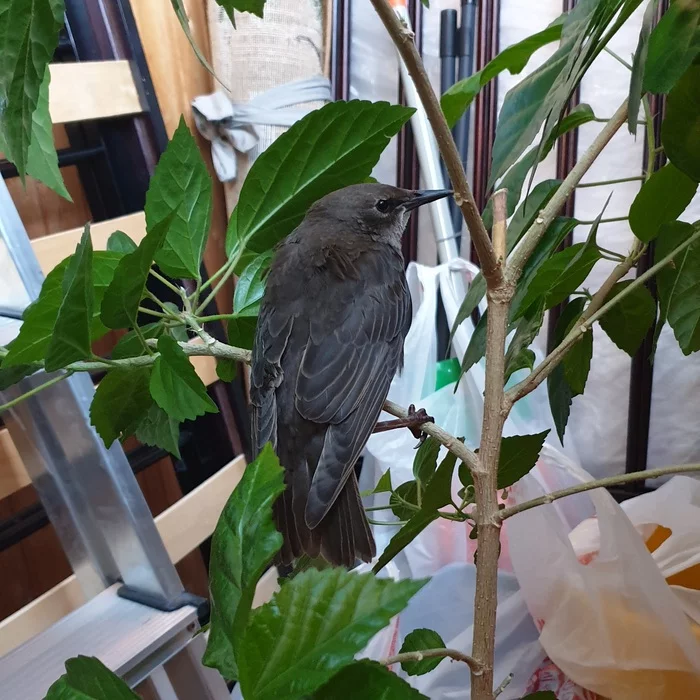 What is this bird? - The strength of the Peekaboo, Birds, What kind of bird?, Helping animals