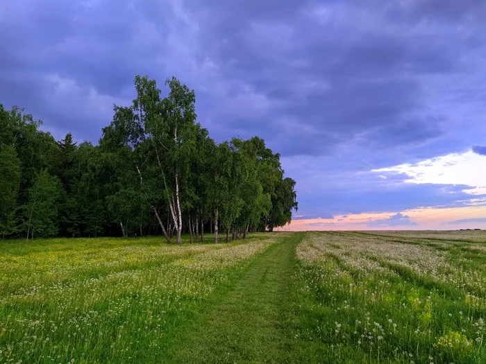 The beauty of the Russian forest - My, Nature, Forest, The nature of Russia, wildlife, Mobile photography, beauty of nature, The photo, Street photography, Camping, Field, Wildflowers, Sunset, Tree, Walk in the woods, Endless summer, Summer