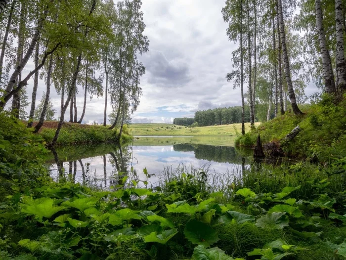 June evening by the village pond - My, Nature, Forest, The nature of Russia, wildlife, Mobile photography, beauty of nature, Lake, Evening, Sunrises and sunsets, Walk in the woods, The photo, Camping, Travel across Russia, Holidays in Russia, Beautiful view