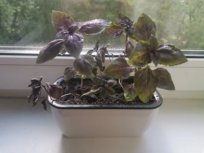 Care and attention - My, Basil, Could, Gardener, Vegetable garden on the windowsill