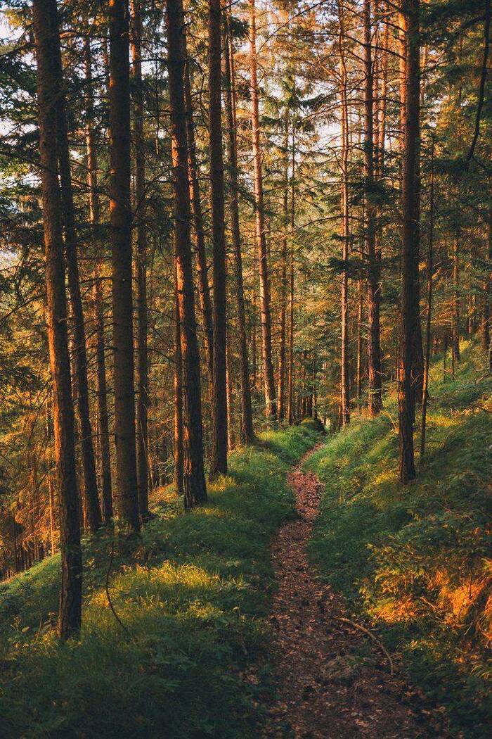 Forest walk in the forest in the morning, very encouraging ... Peace to ALL - The photo, Forest, Nature, Nz, Healthy lifestyle, Walking, Run, Sport