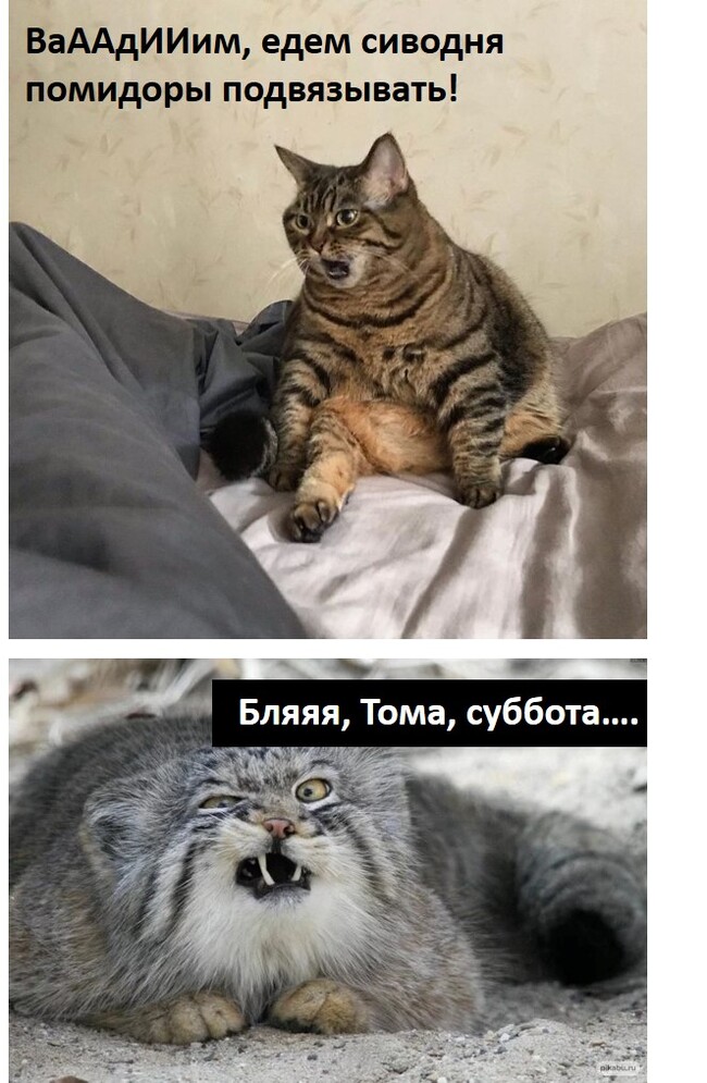 Family ghoul)) - Picture with text, Sad humor, Marriage, Age, cat, Pallas' cat, Laziness, Weekend, Fatigue, Mat