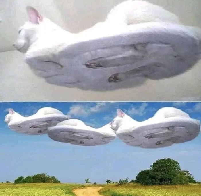 KotoNlo) - cat, Bottom view, Humor, UFO