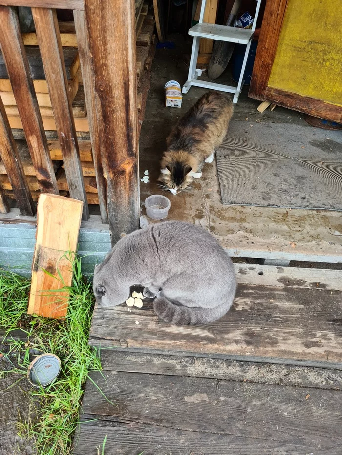 After a hearty lunch... - My, cat, Pets, Mobile photography, Scottish lop-eared, Summer, Dacha, Longpost, beauty, Mat