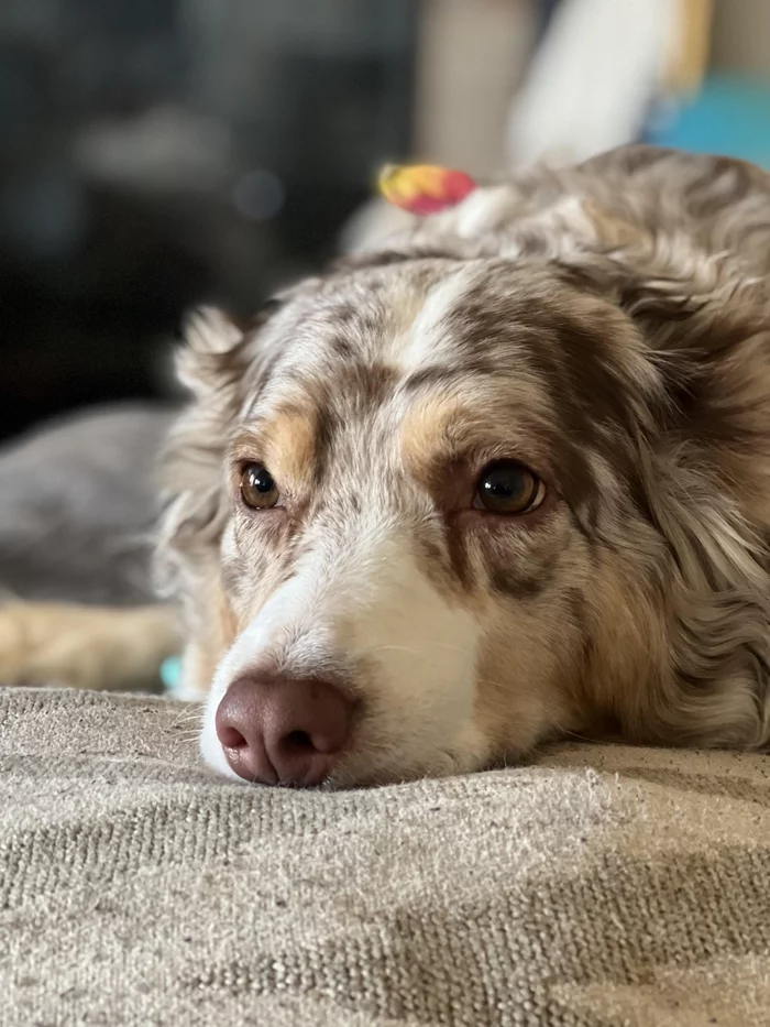 thought - Dog, Australian shepherd, Merle, Sight, Redheads