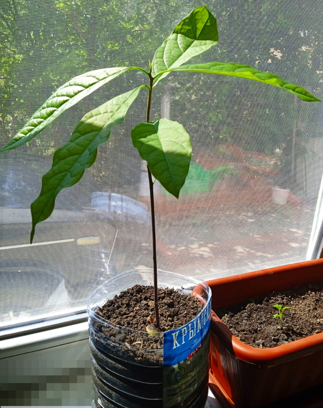 Need advice from avocado growers - My, Avocado, Plant growing, Need advice, Longpost