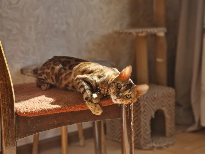 Narochka - My, cat, Bengal cat, The photo