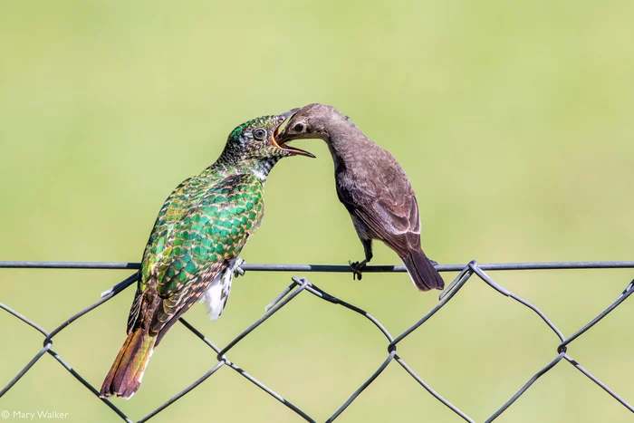 A female Malachite Sunbird feeds a Claes Cuckoo Chick - Nectar, Cuckoo, Passeriformes, Birds, Wild animals, wildlife, South Africa, The photo, Feeding, Chick