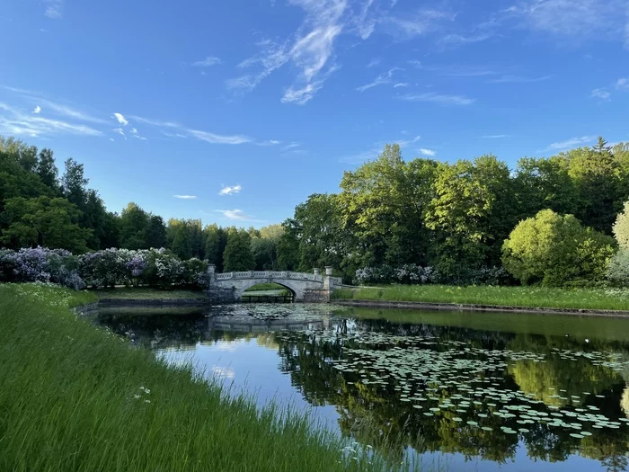 Pavlovsky bridges - My, Saint Petersburg, Pavlovsk, The park, Sky, Lilac, beauty, Longpost, The photo