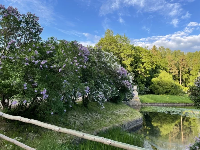 Pavlovsky bridges - My, Saint Petersburg, Pavlovsk, The park, Sky, Lilac, beauty, Longpost, The photo