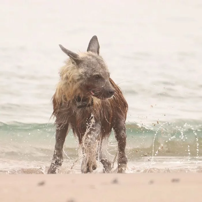Sea beach - Brown hyena, Hyena, Predatory animals, Wild animals, wildlife, Namibia, South Africa, The photo, Sea, Beach, Longpost