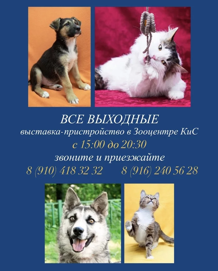 Dog and cat show this weekend - My, Moscow, Helping animals, In good hands, Homeless animals, Exhibition, Dog show, Cat Show, cat, Dog, Is free