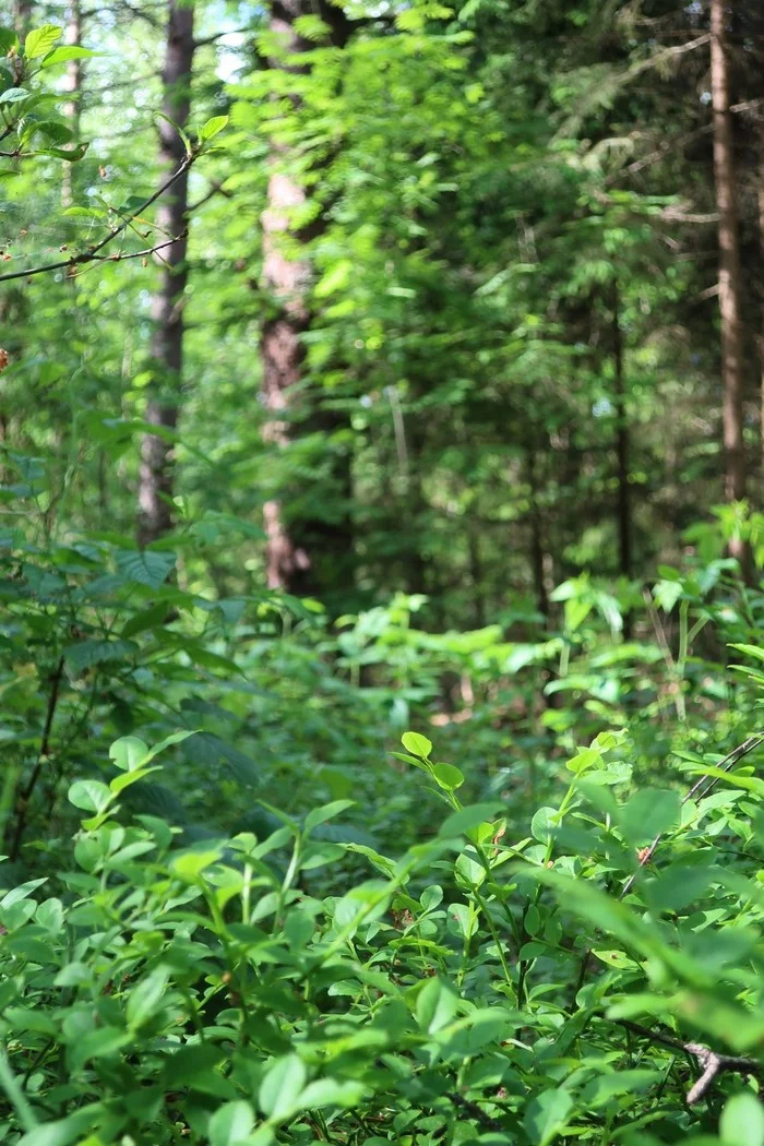 Blueberry bushes in the forest - My, Mobile photography, Forest, Nature, The nature of Russia, Canon, Blueberry, Berries, Camping, beauty of nature, Walk in the woods, The photo, Travel across Russia, Relaxation, Summer