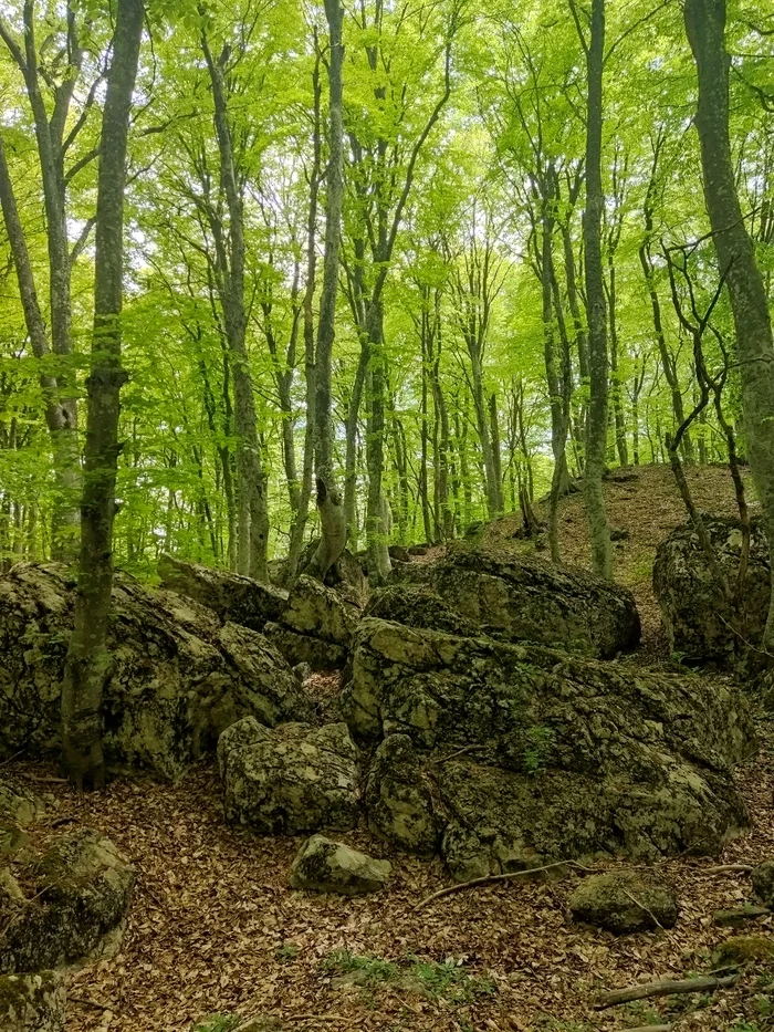 Crimean forest - My, Crimea, Forest, Beautiful, The photo