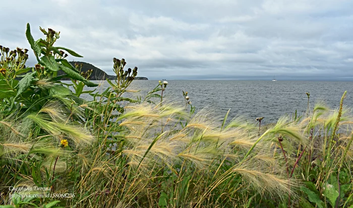 Mokhryushki at the seagull ... - My, Vladivostok, The photo, Primorsky Krai, Дальний Восток, Japanese Sea, Sea, Plants