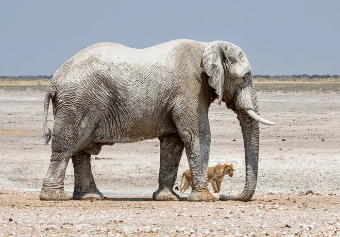 Meeting at the waterhole - a lion, Lioness, Big cats, Cat family, Rare view, Predatory animals, Elephants, Wild animals, wildlife, National park, South Africa, The photo, Waterhole