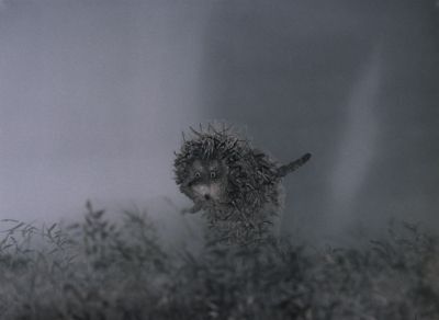 Yoyoyojik, where are you? - My, Hedgehog in the fog, Morning, Vital, Humor