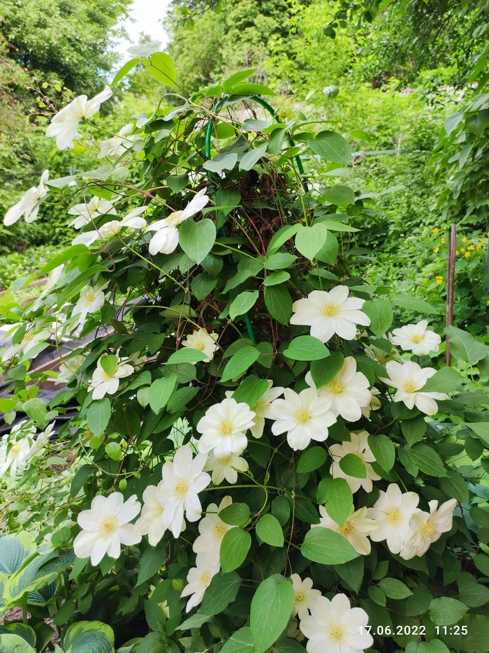 And beauty blossomed in our yard. Ch 2 - My, Flowers, Irises, Peonies, Clematis, Longpost