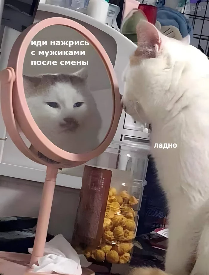 My light, mirror - Humor, Alcohol, Friday, cat, Reflection, Picture with text