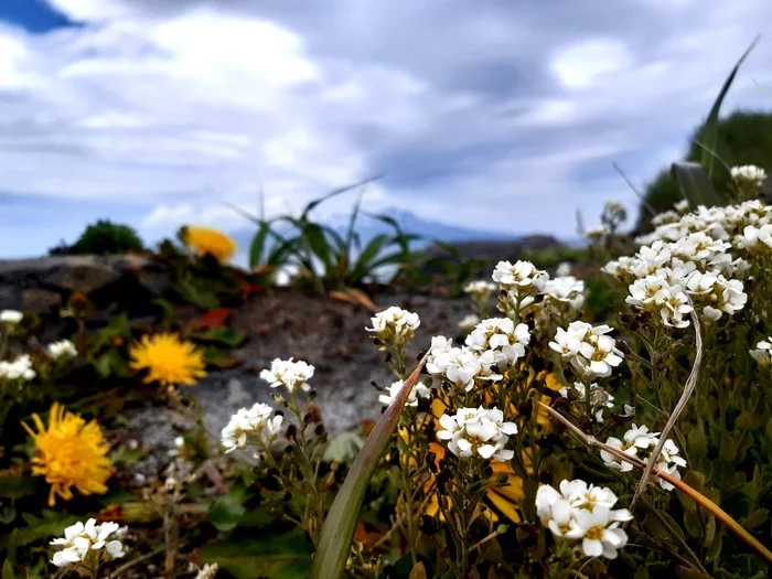 Summer on Iturup - My, Mobile photography, Bogdan Khmelnitsky volcano, Flowers, Iturup