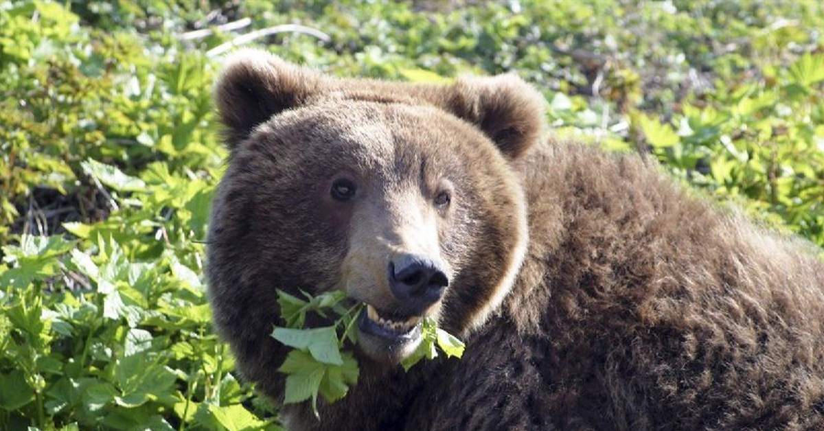 Питание медведя. Медведи. Питание медведя в природе. Еда бурого медведя.