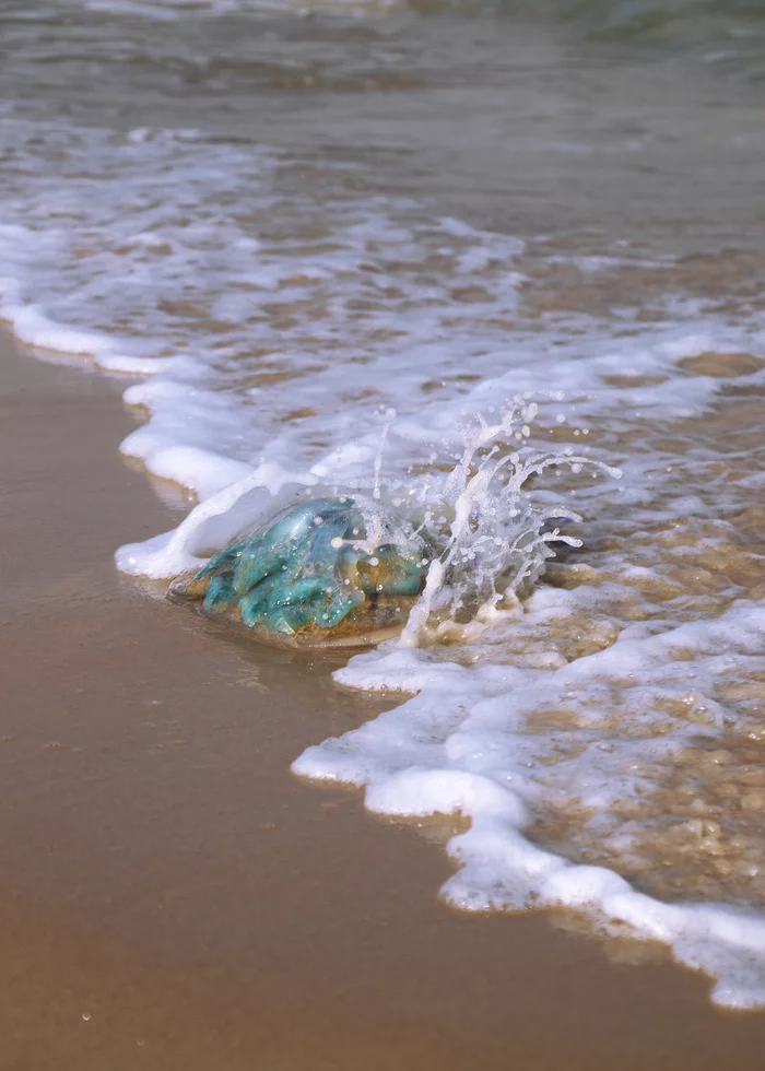 In the blue sea, in the white foam - My, The photo, Nature, Mediterranean Sea, Beach, Jellyfish, Longpost