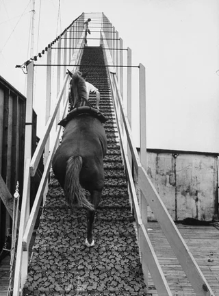 The diving horse is an attraction that was popular in the mid-1880s when the horse dived into the pool - Horses, Diving, Longpost