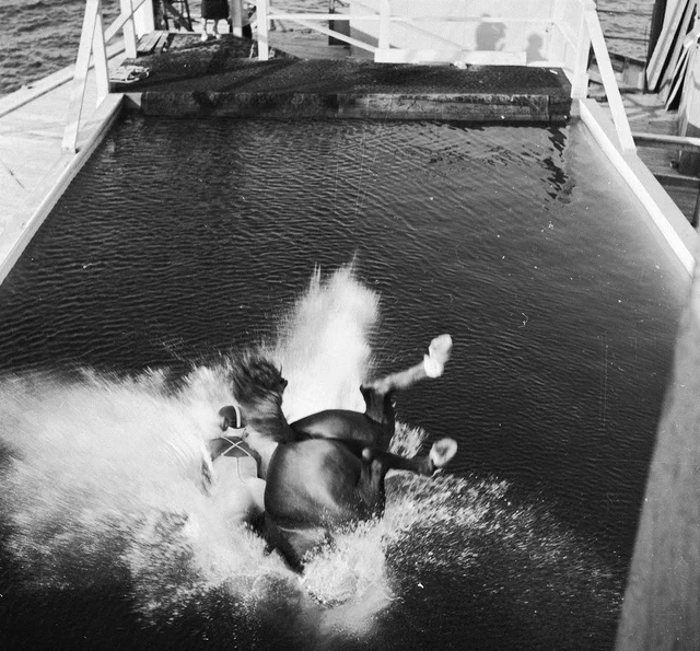 The diving horse is an attraction that was popular in the mid-1880s when the horse dived into the pool - Horses, Diving, Longpost