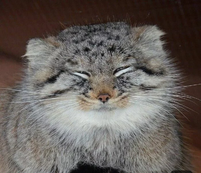 One manul - Pallas' cat, Pet the cat, Predatory animals, Small cats, Wild animals, The photo, Cat family