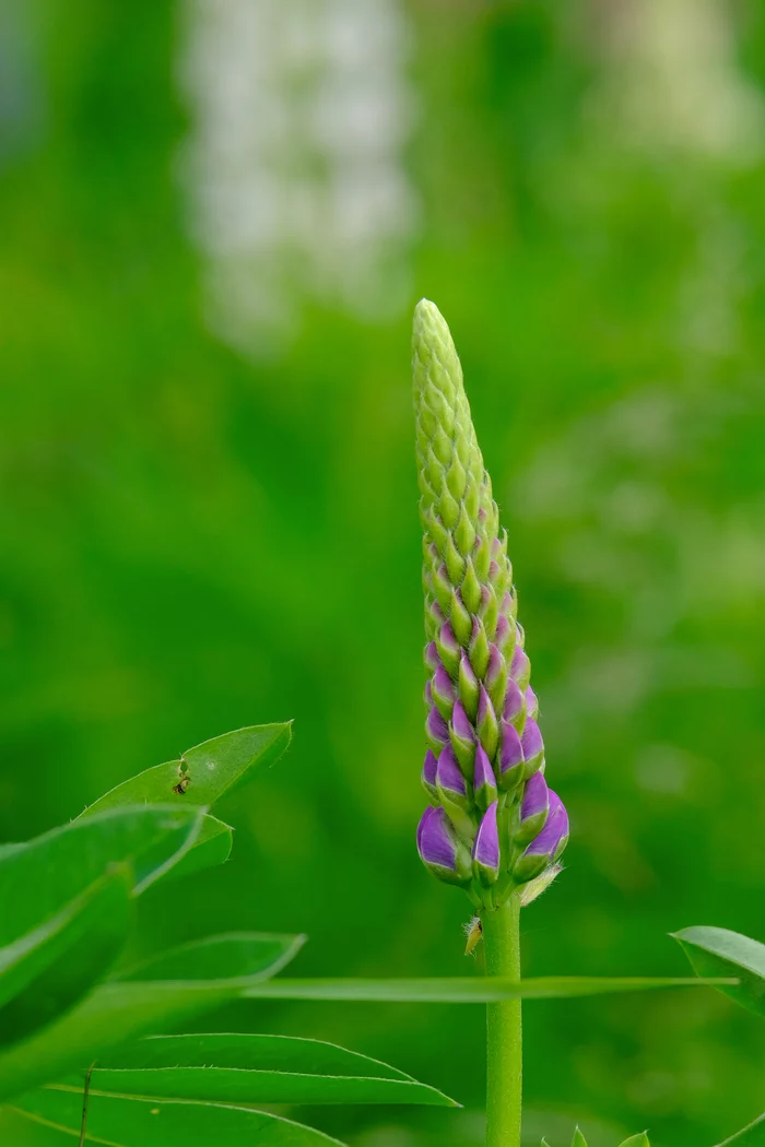Lupins - My, The photo, Fujifilm, Lupine, Flowers, Insects, Bumblebee, Bees, Bloom, Longpost