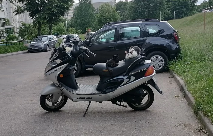 That's the bikers! - My, cat, Animals, Moto, Black cat, The photo