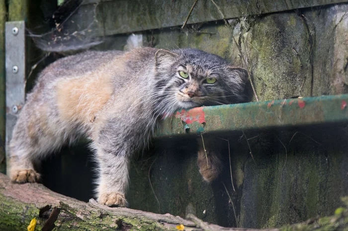 44 manula - Pallas' cat, Pet the cat, Small cats, Cat family, Wild animals, Predatory animals, The photo