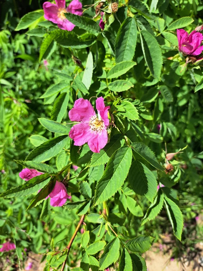 Rosehip - Rose hip, Bush, Flowers